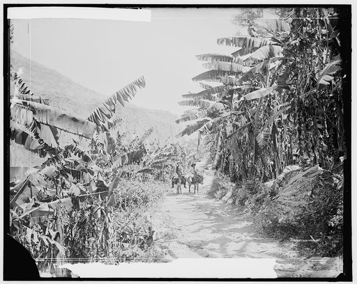 Banana grove in the Barranca