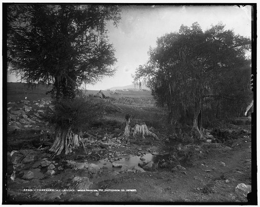Cypresses at Canoas