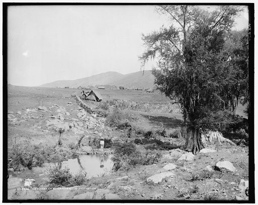 Cypresses at Canoas