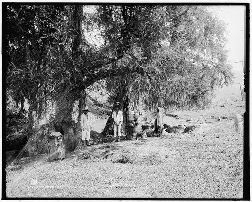 Cypresses at Canoas