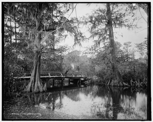 Cypress swamp, A