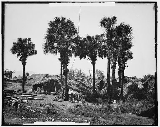 Palmettos at Rascon