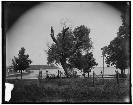 Perry's willow, Put-in-Bay