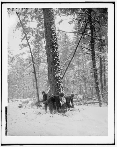 Logging, felling the tree