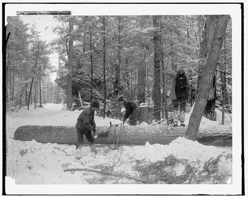 Logging, cutting lengths