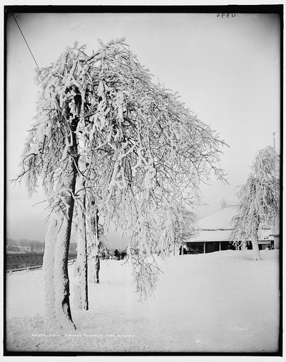 Snow studies, Prospect Park, Niagara