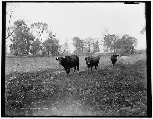 Cow pasture, Mt. Clemens