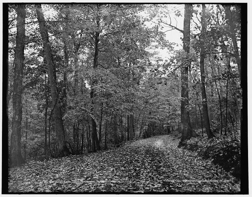 On the eleven mile drive near Ishpeming, Mich., October leaves