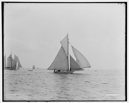 Swordfish