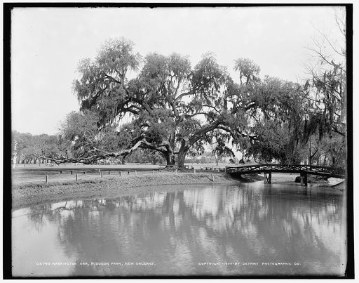 Washington Oak, Audubon Park, New Orleans