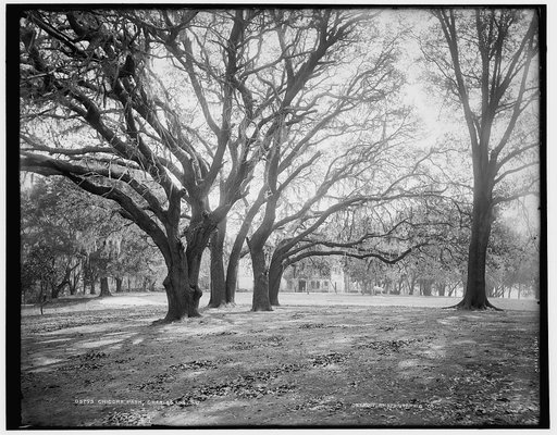 Chicora Park, Charleston, S.C.