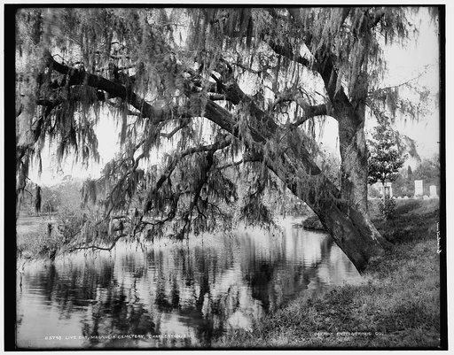 Live oak, Magnolia Cemetery, Charleston, S.C.