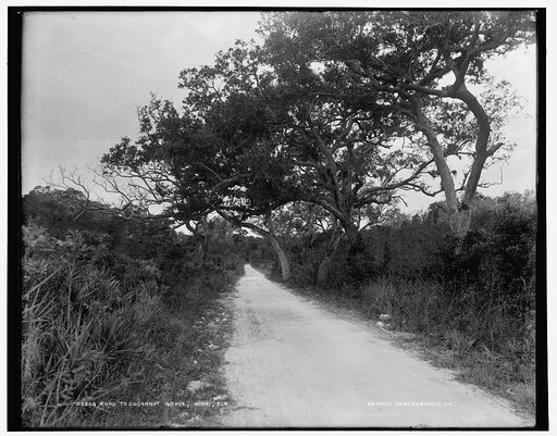 Road to Cocoanut Grove [i.e. Coconut Grove], Miami, Fla.