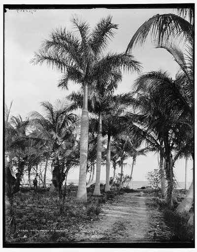 Royal palms at Cocoanut Grove [i.e. Coconut Grove], Miami, Fla.