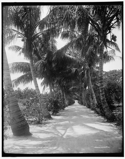 Cocoanut Ave., Palm Beach, Fla.