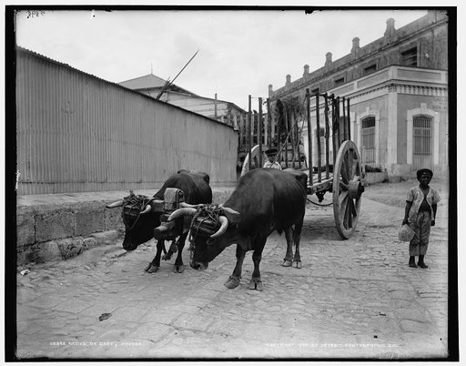 Native ox cart, Havana