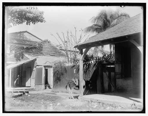 Fiery steed, Port-au-Prince, Hayti, W.I., A