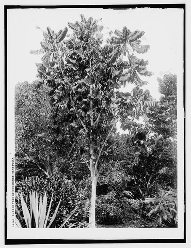 Rubber tree of commerce, Venezuela