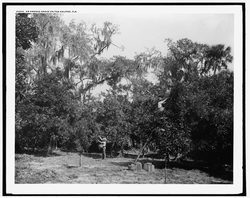 An orange grove on the Halifax, Fla.