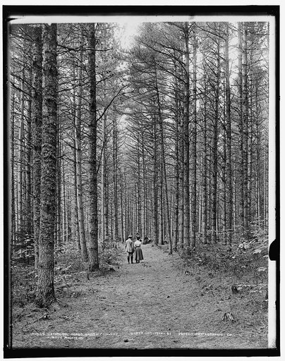 Cathedral Woods, North Conway, White Mountains