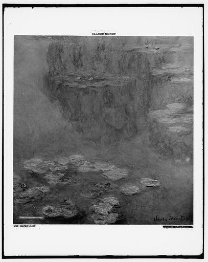 Water lilies