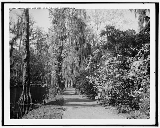 Walk along the lake, Magnolia-on-the-Ashley, [Magnolia Gardens], Charleston, S.C.