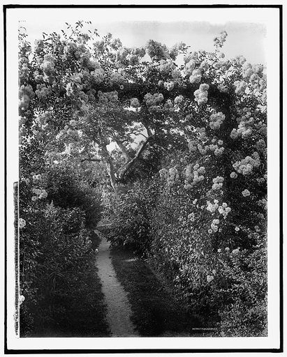 Old fashioned gardens, Lawson estate, Dreamwold, Egypt, Mass.