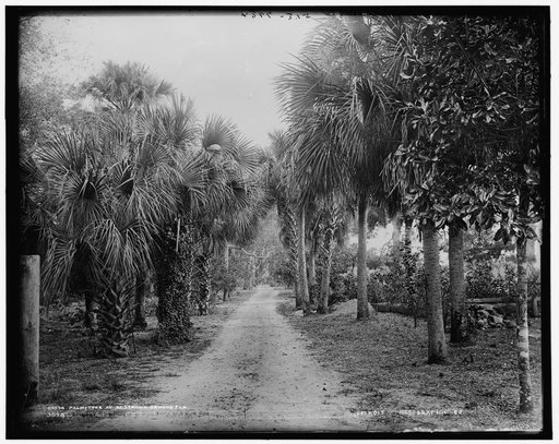 Palmettos at Bostrom's, Ormond, Fla.