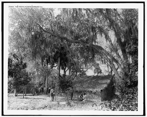 Orange pickers, Ormond, Fla.