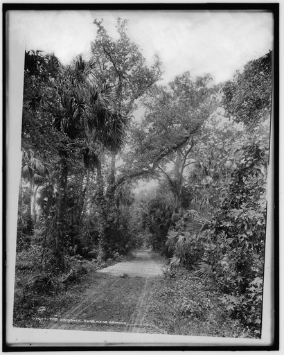 The Hammock Road near Ormond