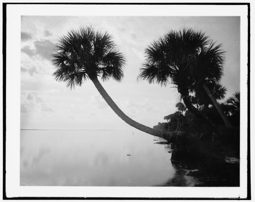 Palmettos near St. Sebastian
