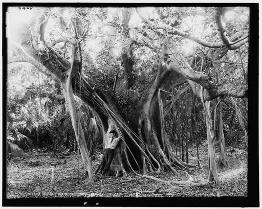 Rubber tree, Lake Worth, Fla.