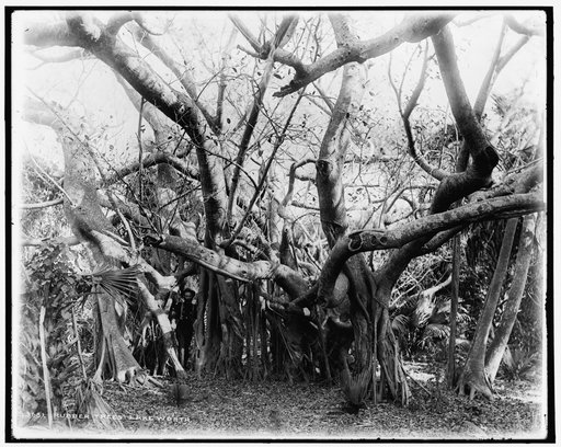 Rubber trees, Lake Worth