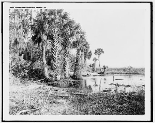 Shore line along Lake George, Fla.