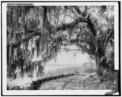 Royal arch oak, Ormond, Fla.