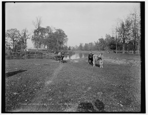 Cow pasture near Mt. Clemens