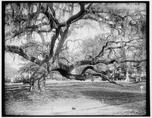Magnolia Cemetery, live oaks, Charleston, S.C.