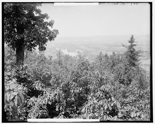 Binghamton, N.Y.