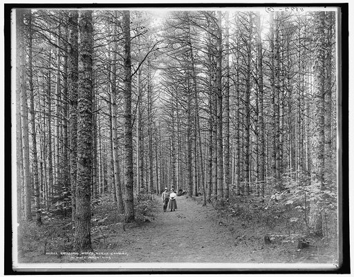 Cathedral woods, North Conway, White Mountains