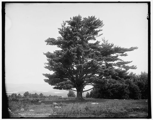 The Whittier Pine, Centre [sic] Harbor, N.H.