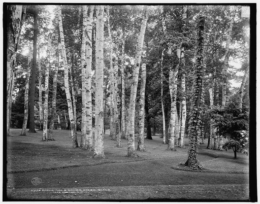 Among the birches, Green Island, Lake George, N.Y.