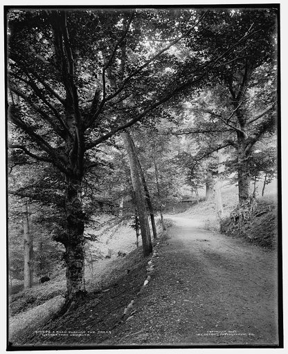 A Road through the trees, Georgetown University