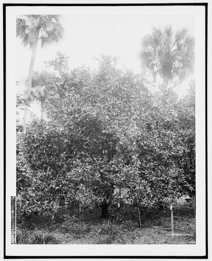 A Florida orange tree