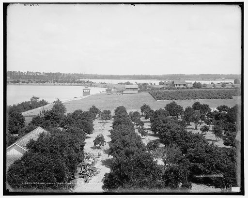 Orange grove and pineries, Orlando, Fla.