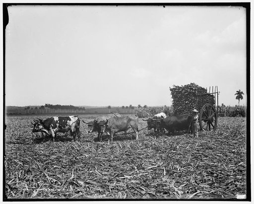 A Load of cane on a Cuban sugar plantation