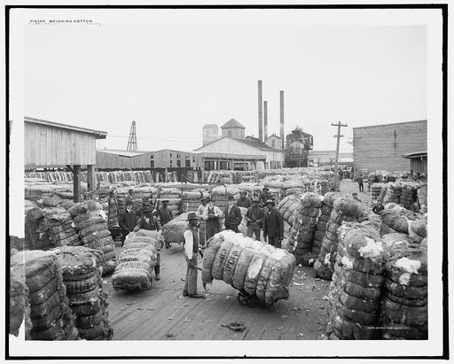 Weighing cotton