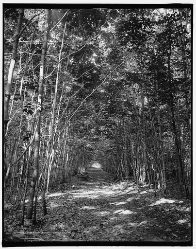Lover's Lane, Roaring Brook, Mich.