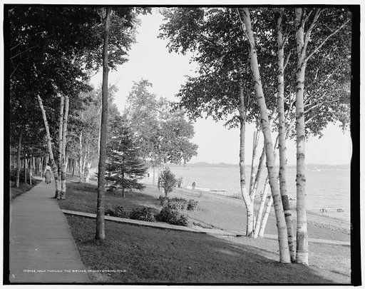 Walk through the birches, Wequetonsing, Mich.