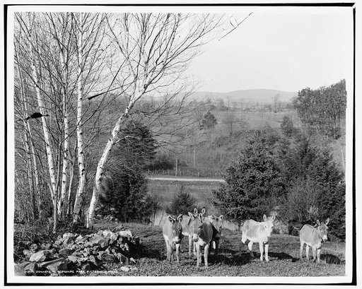 Donkeys in Berkshire Park, Pittsfield, Mass.