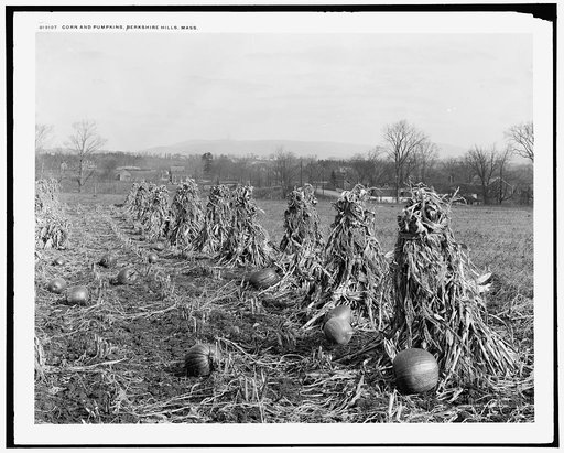 Corn and pumpkins, Berkshire Hills, Mass.